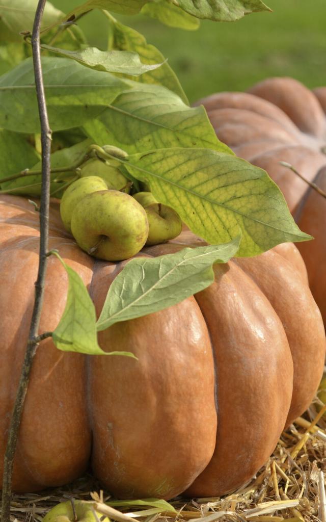 Argoules, Automne dans les Jardins de l'Abbaye de Valloires