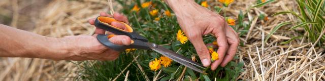 Sains Du Nord Maison D'hôtes Aubépine