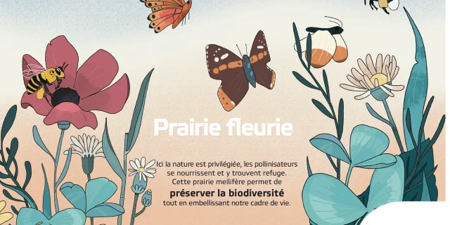 Vvf Prairie Fleurie